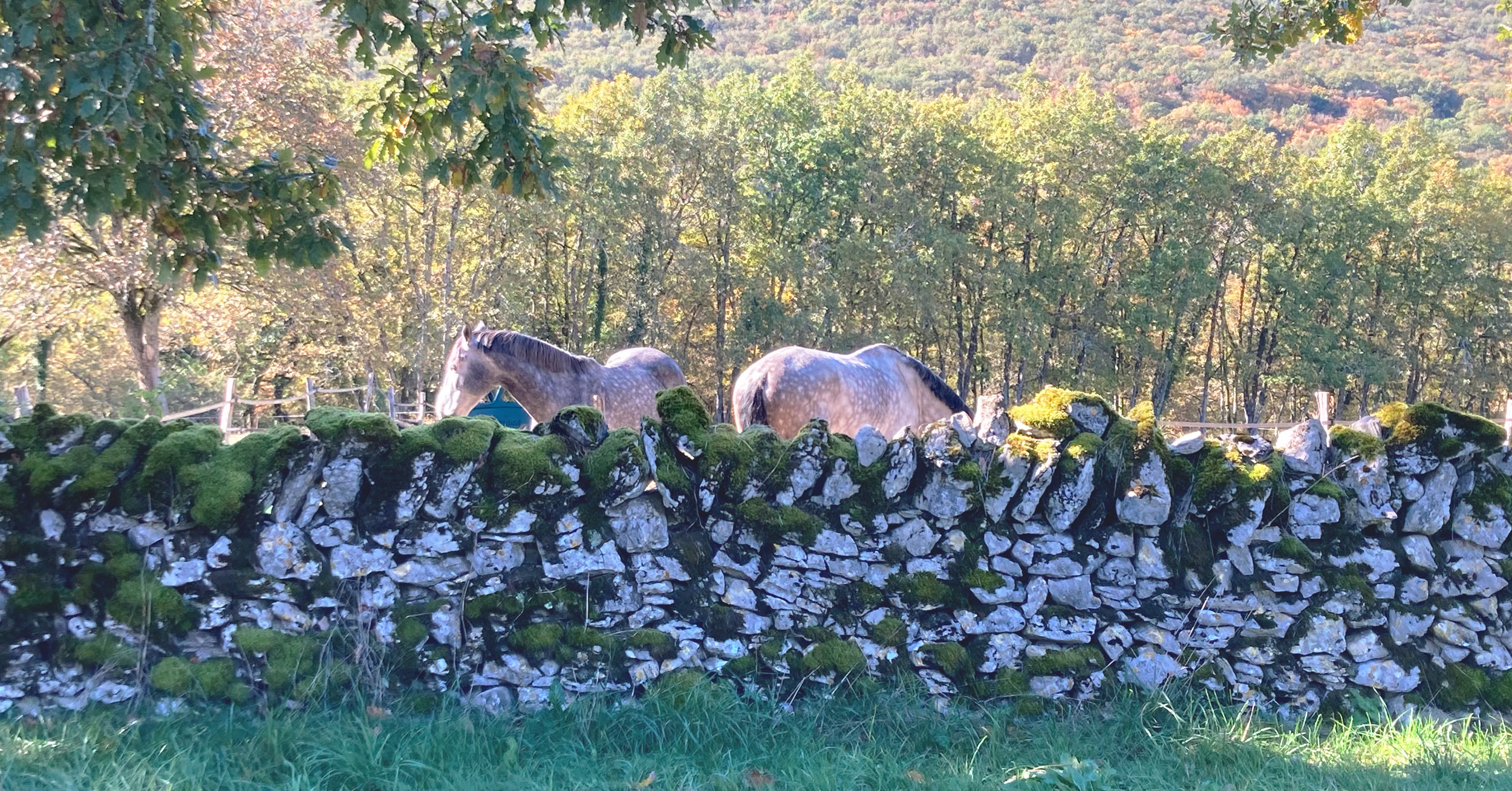 Chevaux en pension au pré